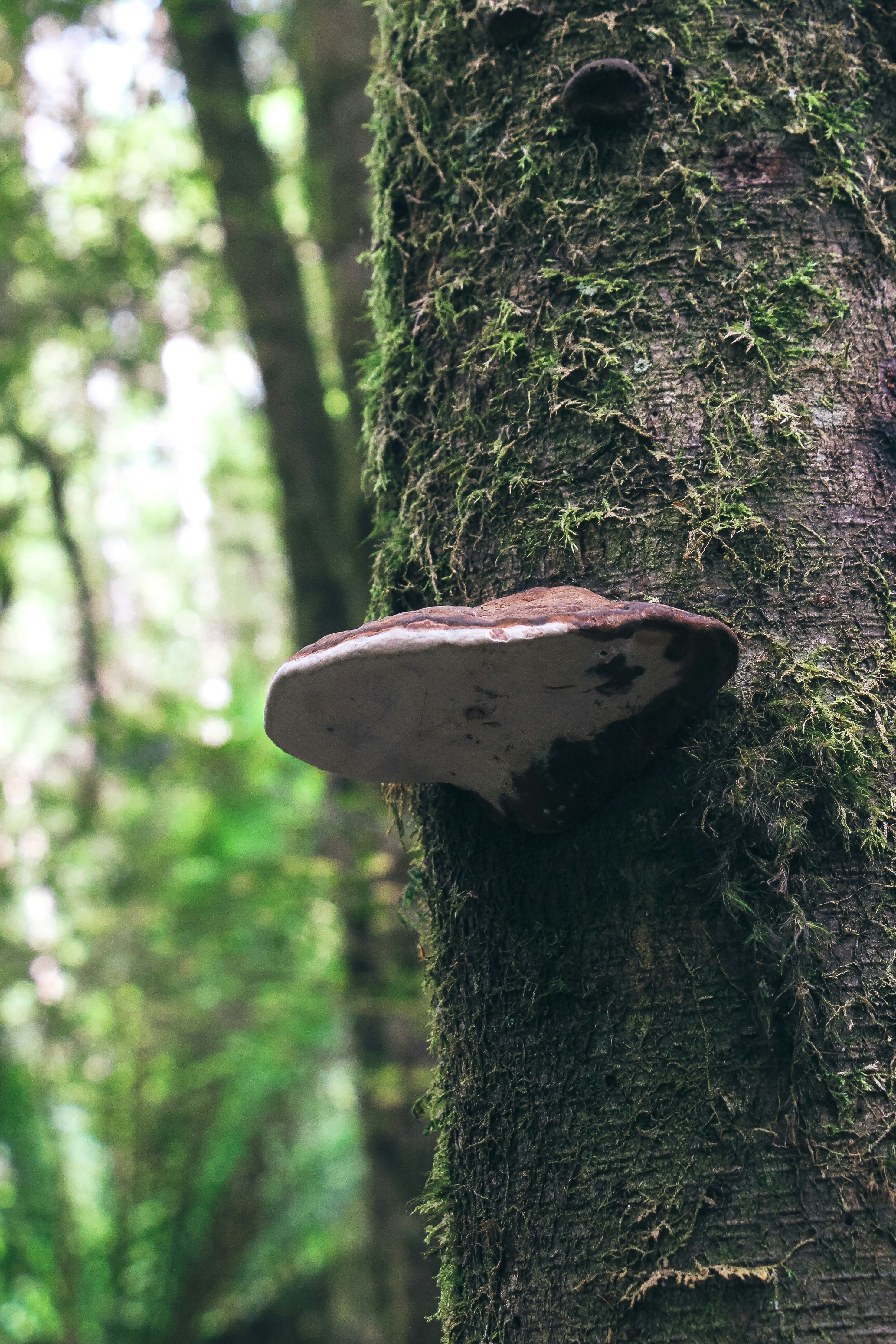 A mushroom on a tree in a forest photo – Free Plant Image on Unsplash