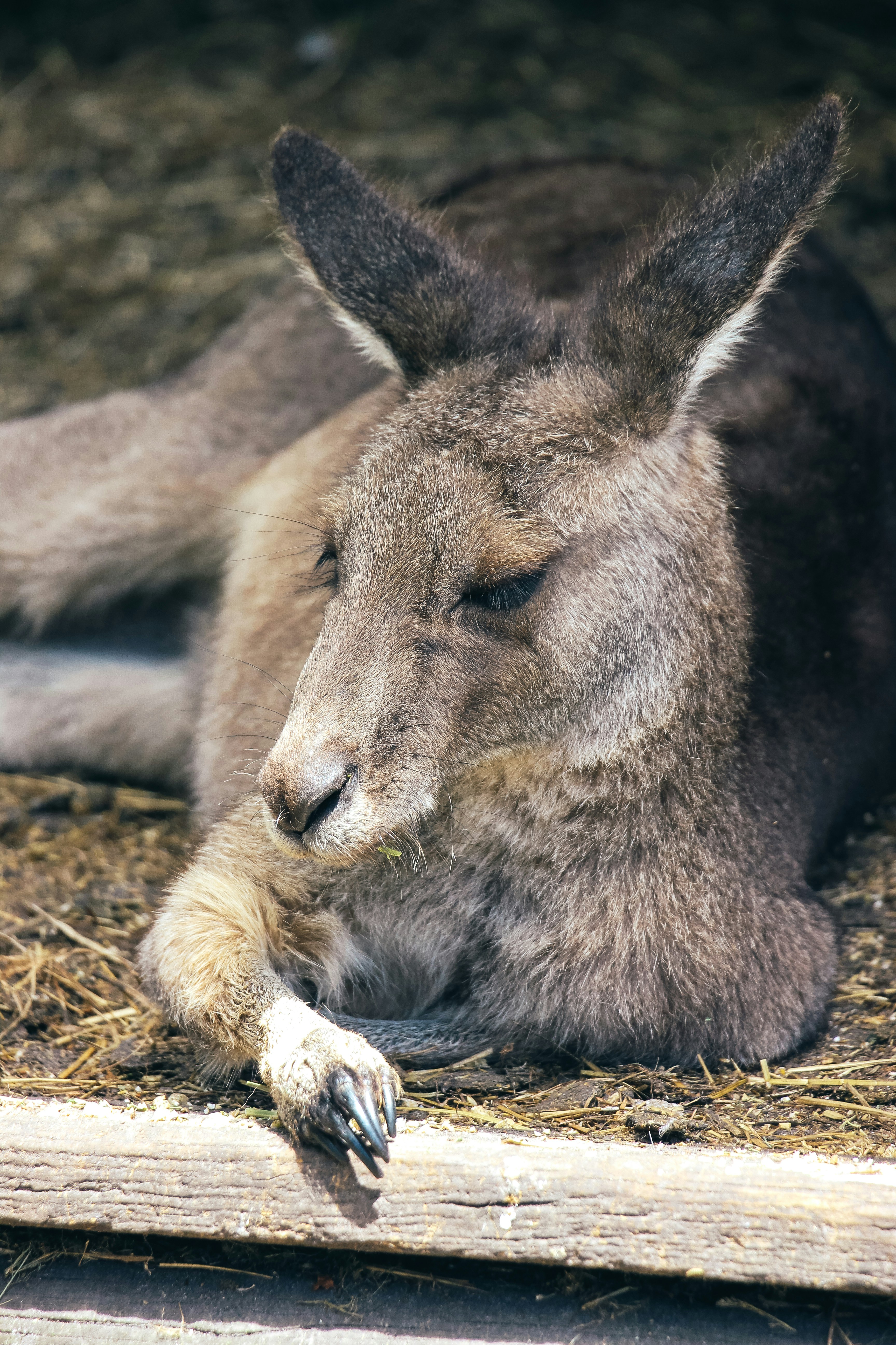 Photo by coffeecurtains