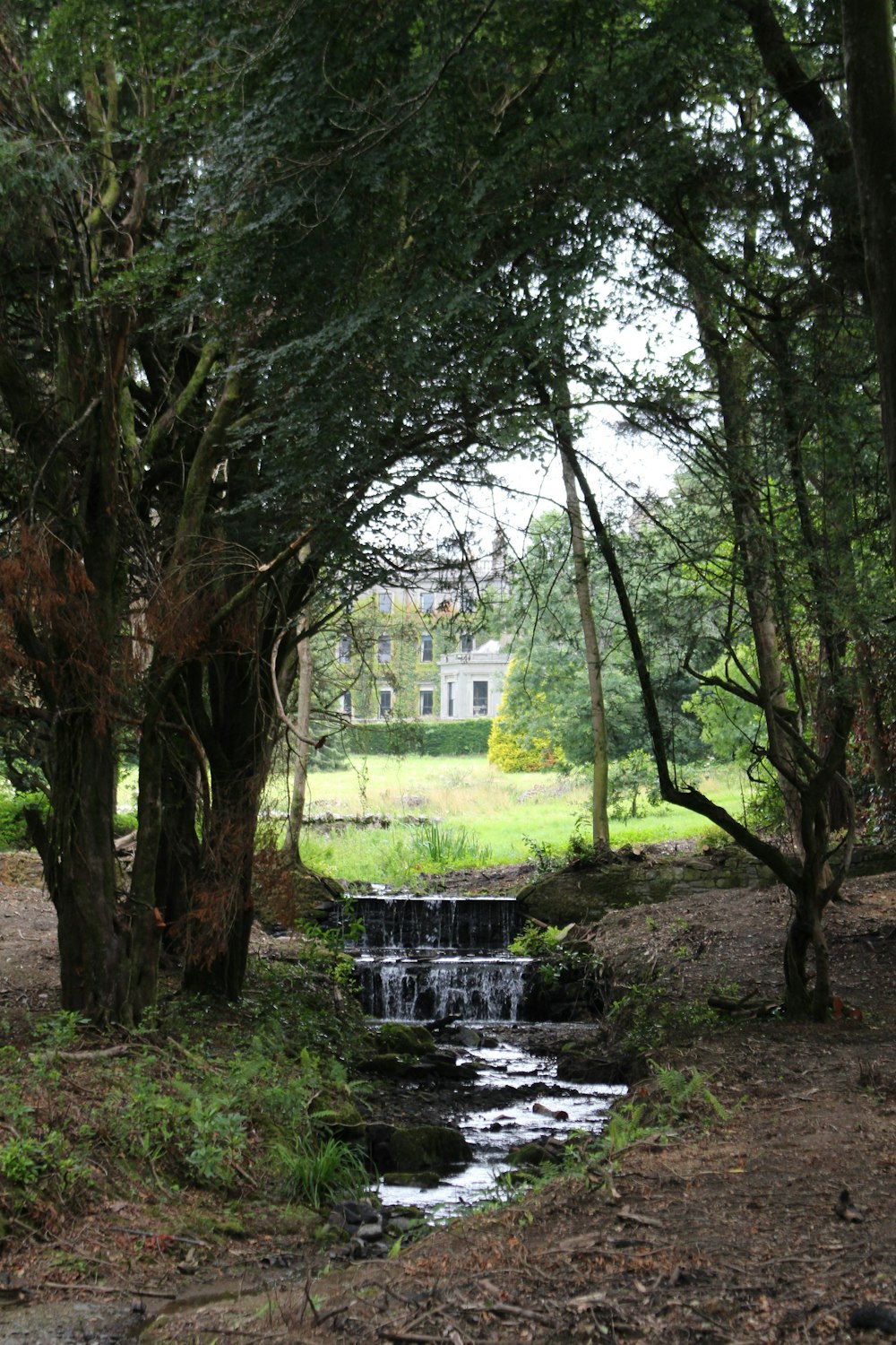 a stream running through a lush green forest