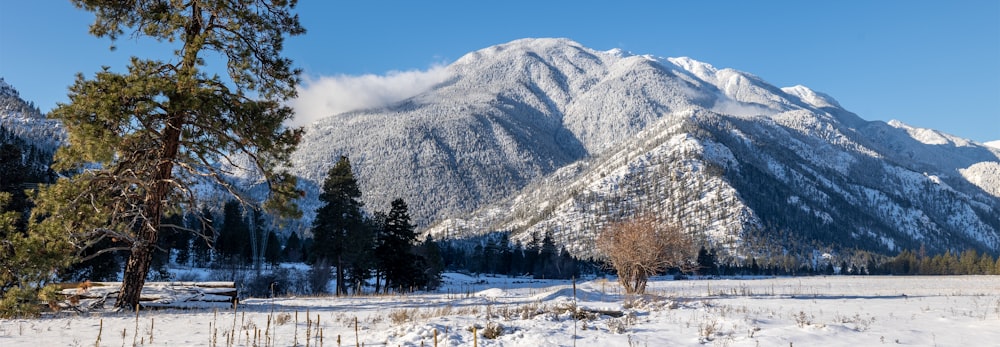 a snow covered mountain range with trees in the foreground