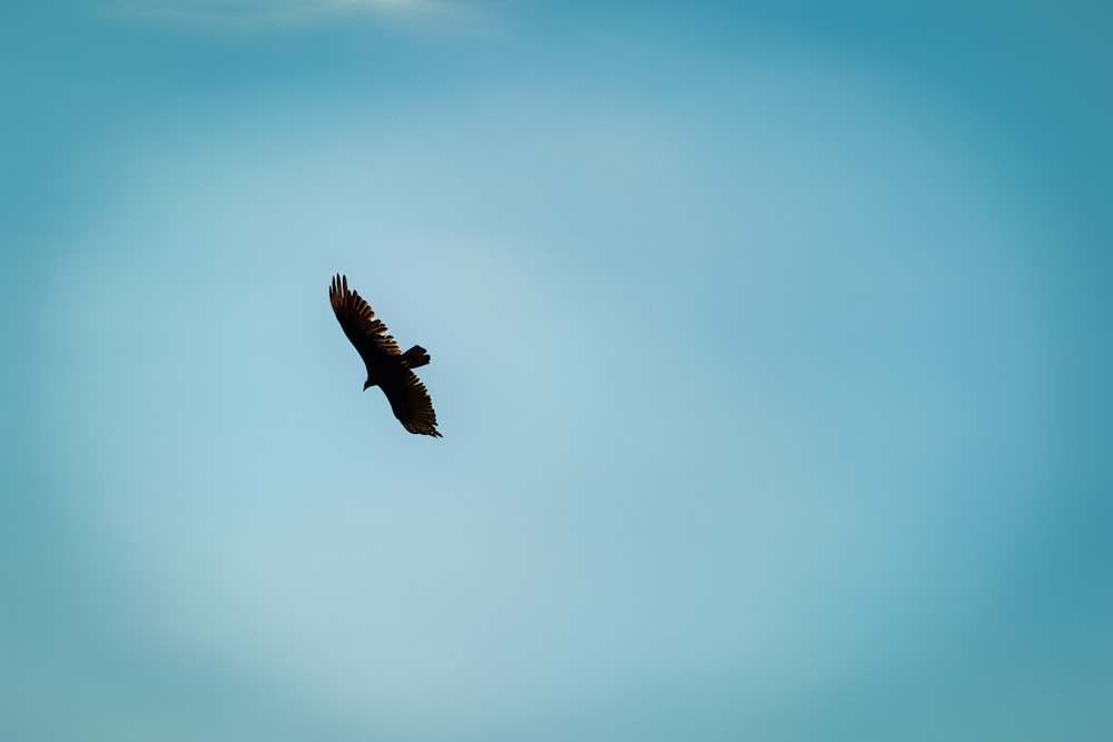 a large bird flying through a blue sky