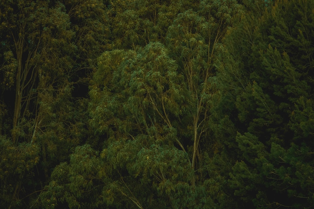 a group of trees that are next to each other