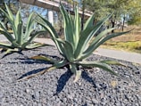 Large agave plants are growing in a landscaped area covered with dark volcanic rocks. The surrounding environment includes a pedestrian walkway, trees, and grasses. A concrete bridge is visible in the background, crossing over the scene at an elevated level.
