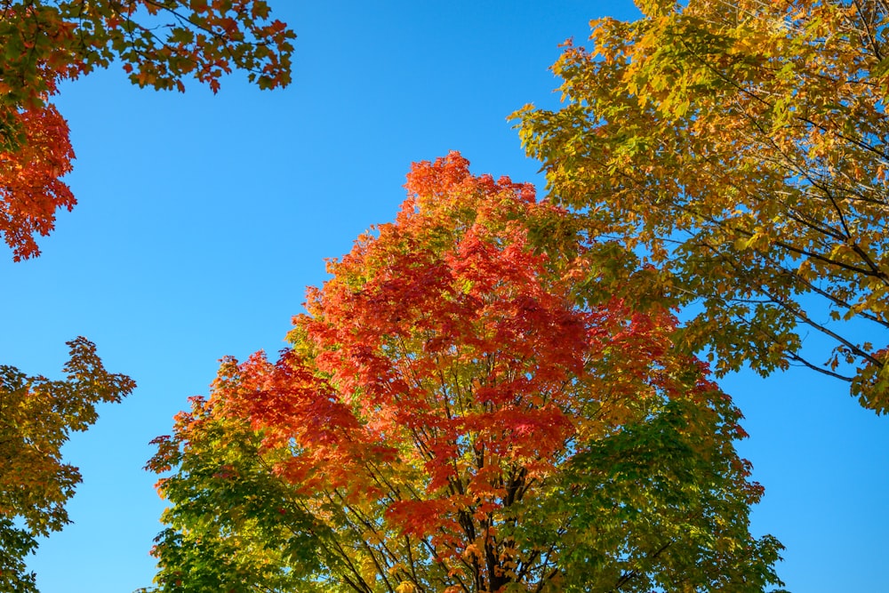 a group of trees that are next to each other