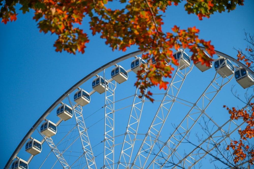 a large ferris wheel sitting next to a tree