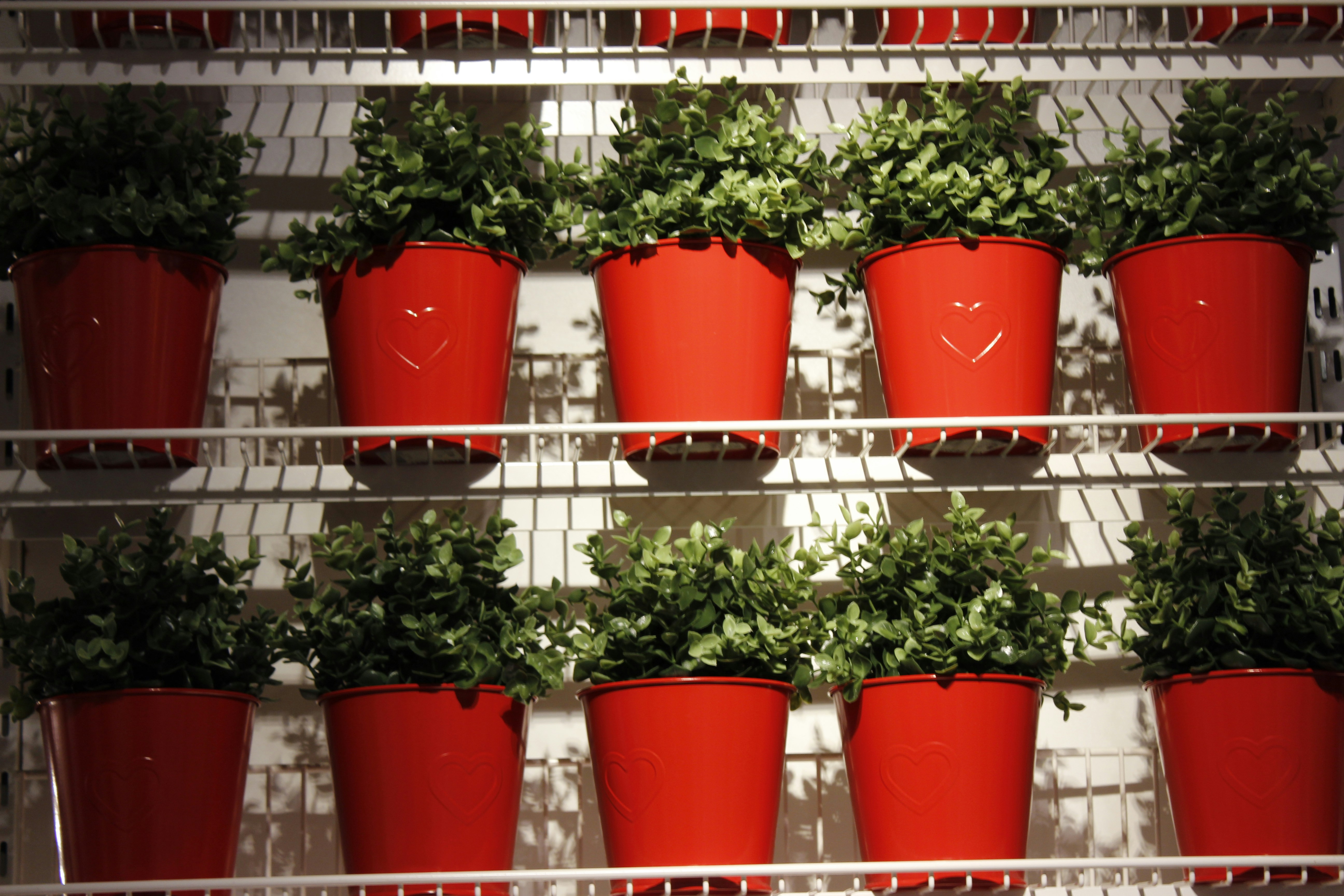 Eco-Friendly Indoor Plants