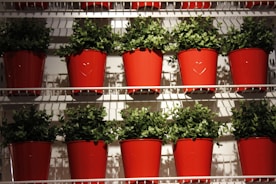Bright, healthy potted plants arranged on a wooden shelf