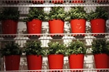 Rows of vibrant green plants are placed in bright red pots arranged neatly on white shelves. The pots have a subtle heart design embossed on the front, and the plants appear lush and healthy.