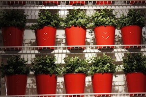 Rows of vibrant green plants are placed in bright red pots arranged neatly on white shelves. The pots have a subtle heart design embossed on the front, and the plants appear lush and healthy.