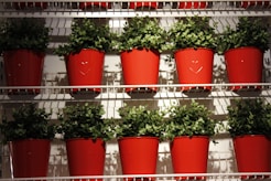 Rows of vibrant green plants are placed in bright red pots arranged neatly on white shelves. The pots have a subtle heart design embossed on the front, and the plants appear lush and healthy.