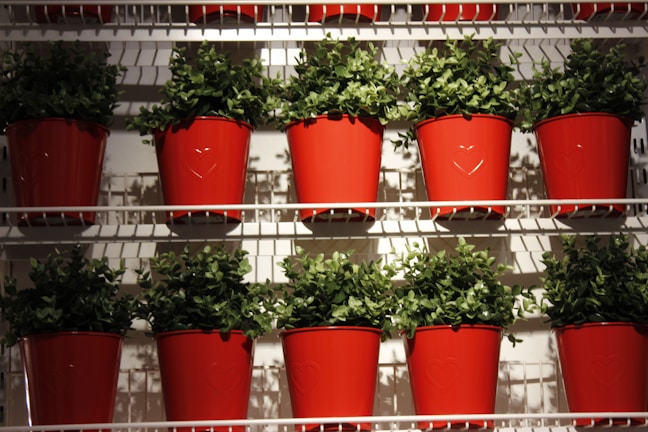 Rows of vibrant green plants are placed in bright red pots arranged neatly on white shelves. The pots have a subtle heart design embossed on the front, and the plants appear lush and healthy.