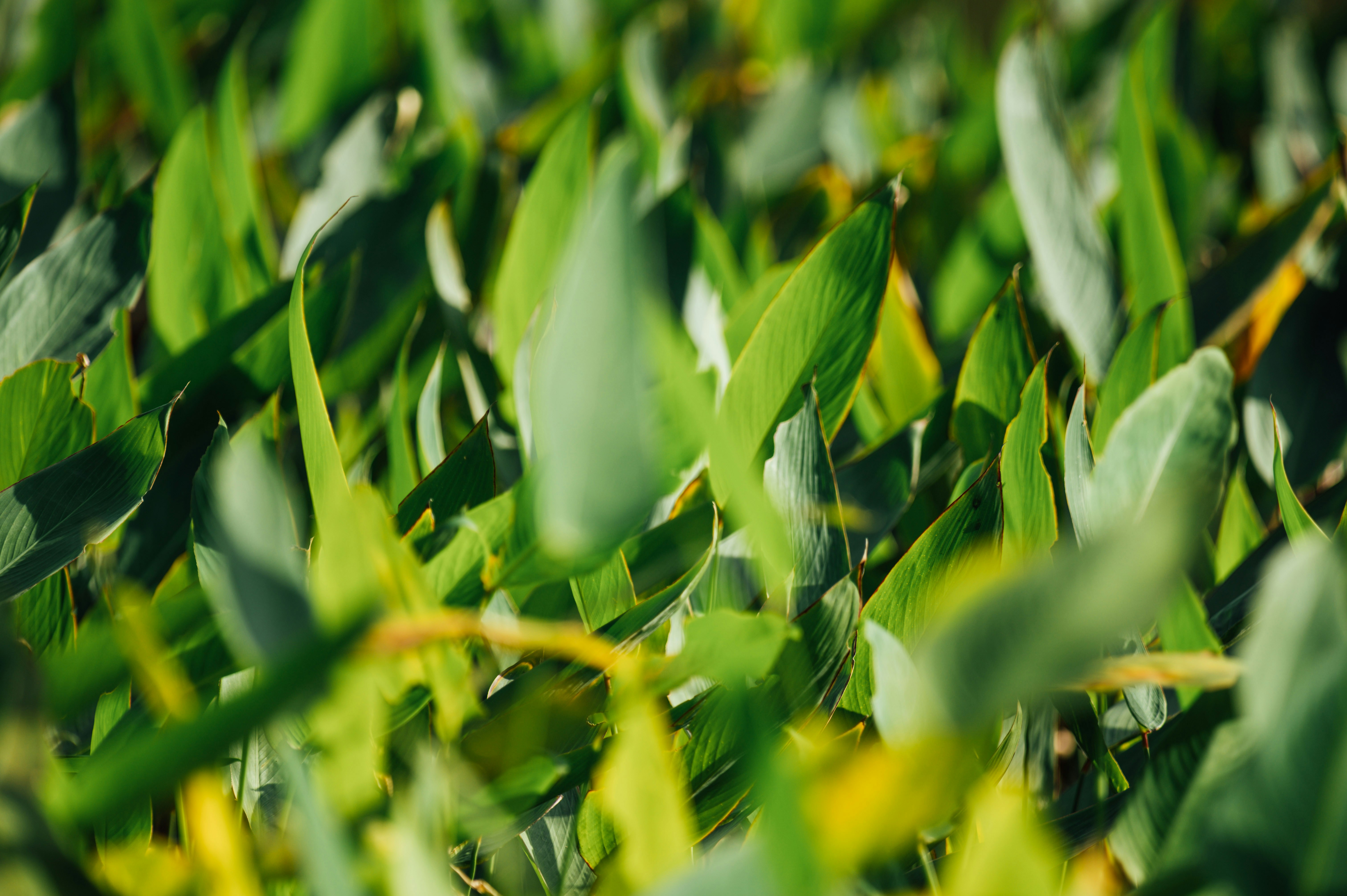 Photo by chuttersnap