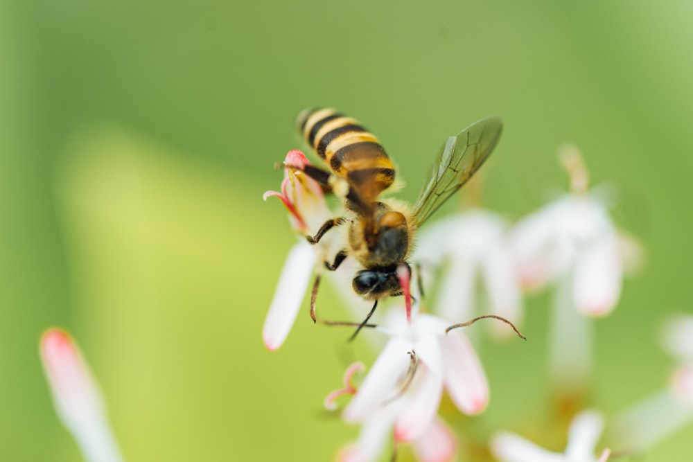 a close up of a bee on a flower