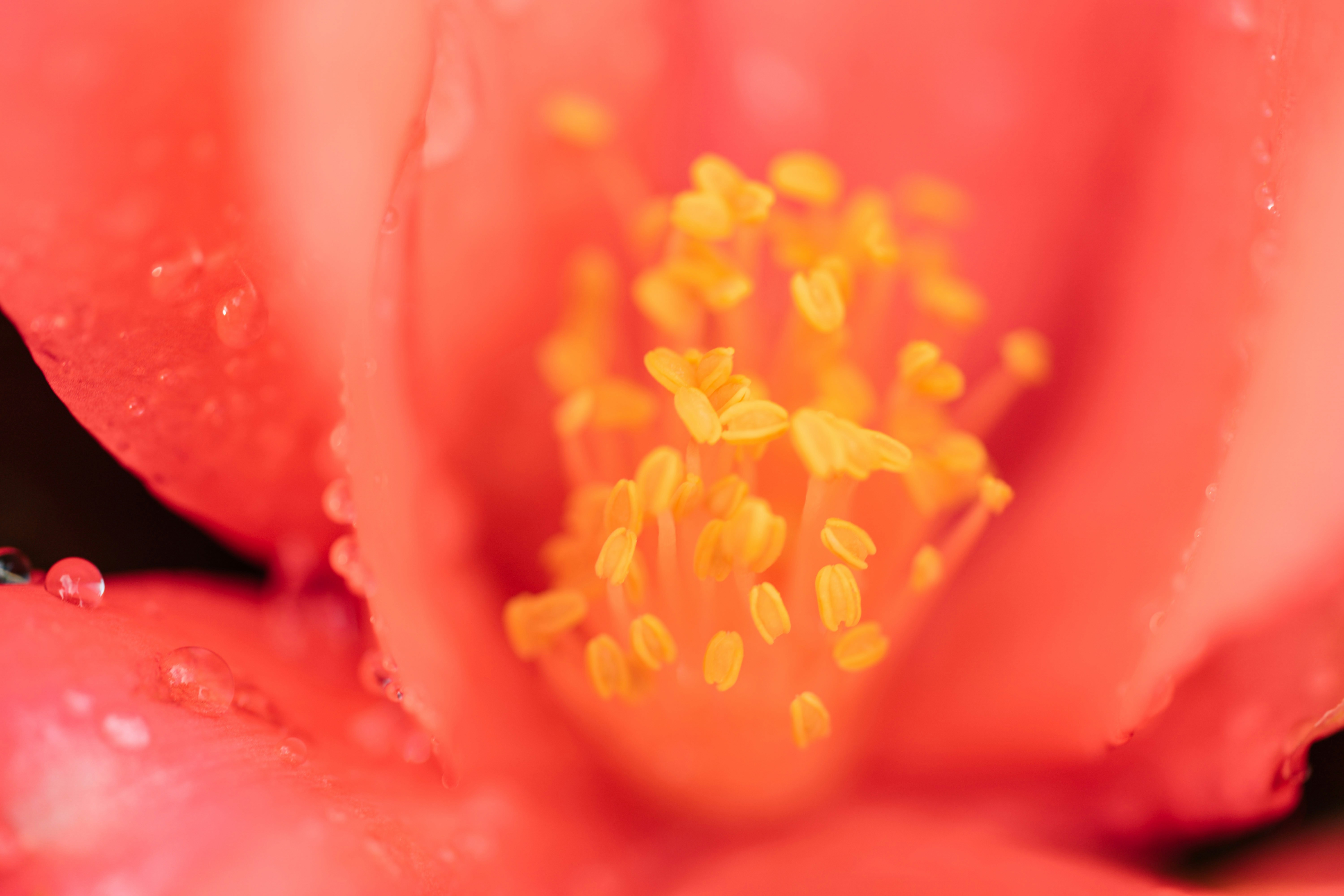 Photo by chuttersnap