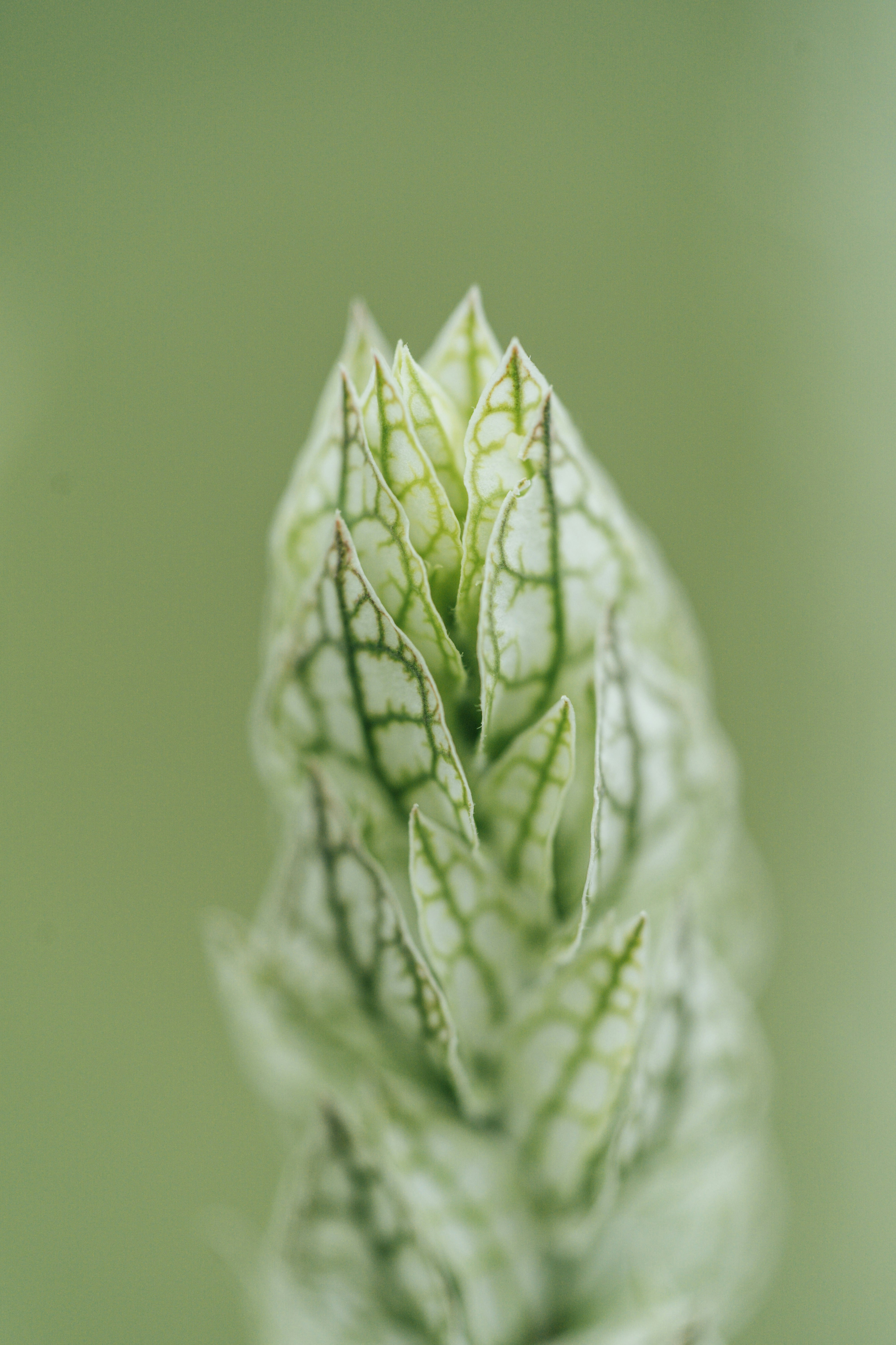 Photo by chuttersnap