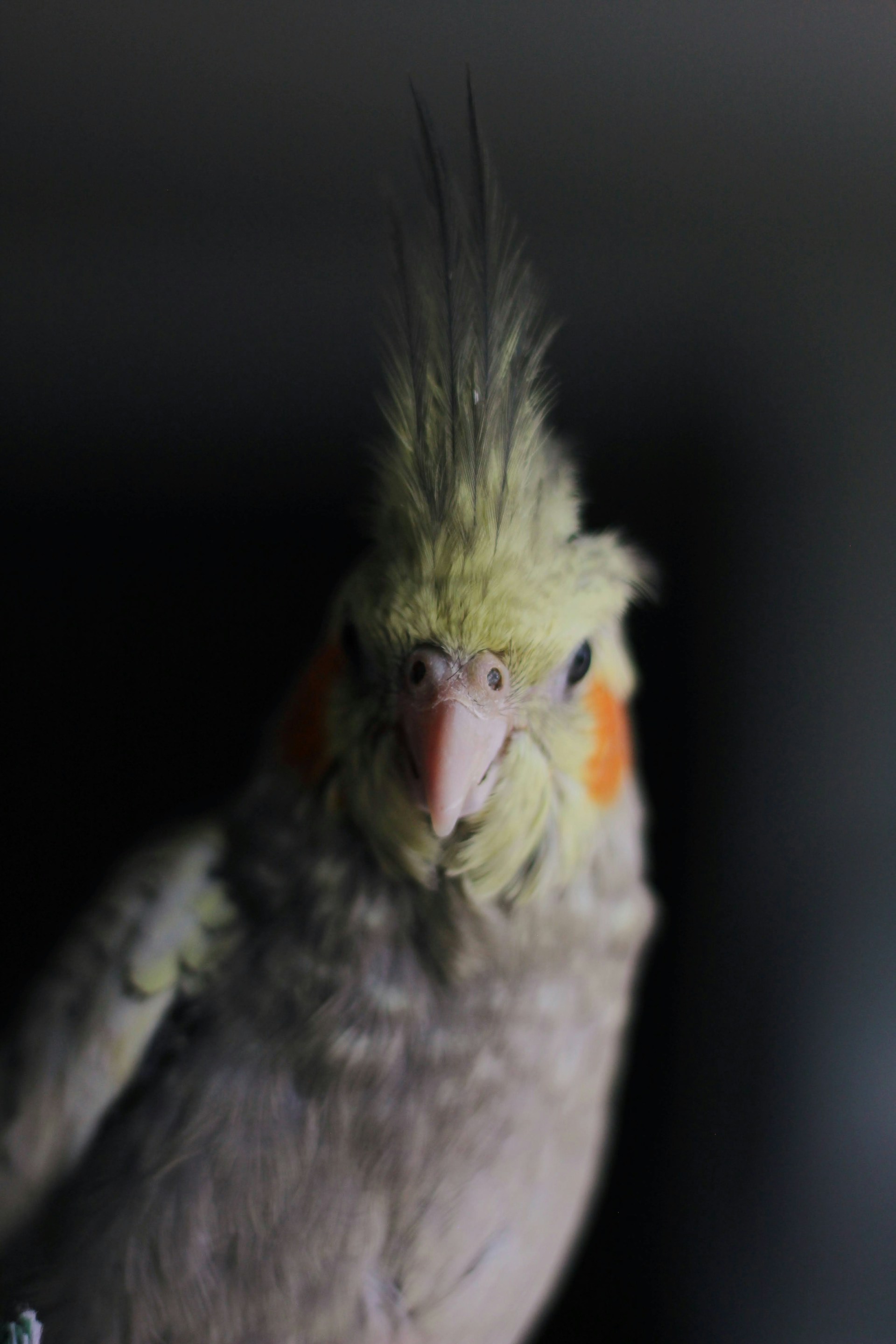 woman wearing yellow long-sleeved dress under white clouds and blue sky during daytime