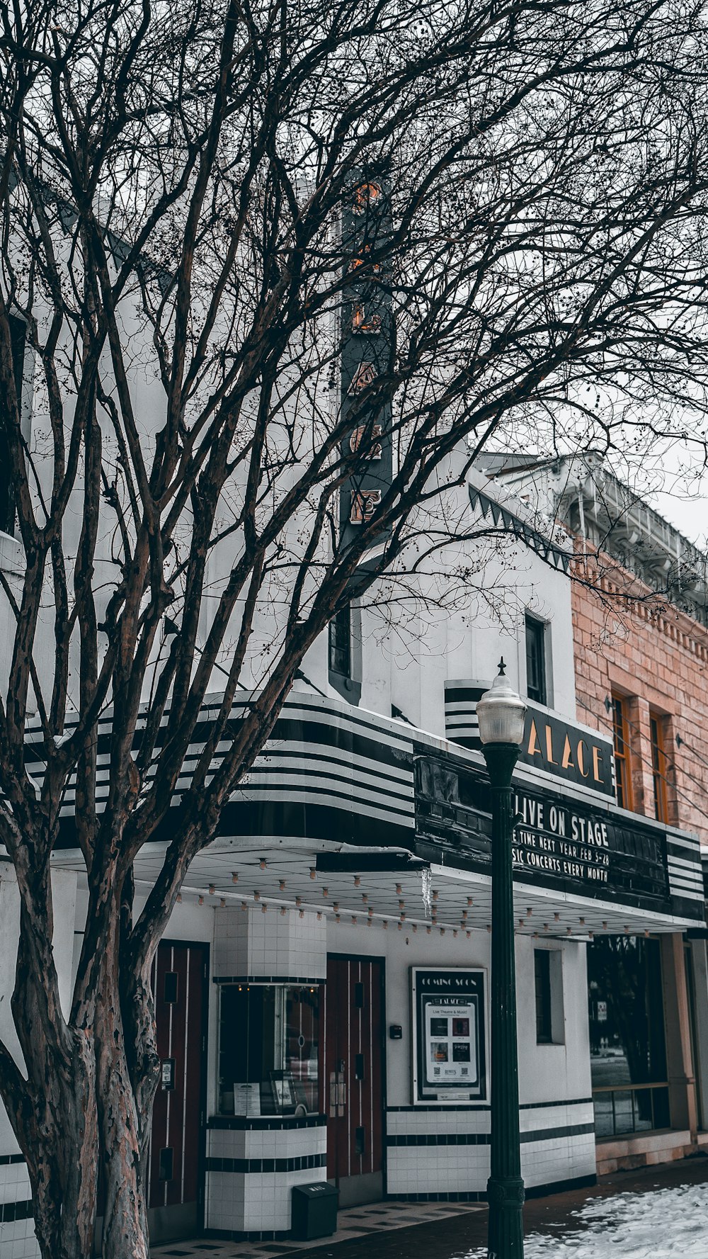 a tree in front of a building on a snowy day