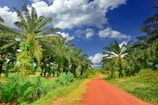 a dirt road surrounded by palm trees on a sunny day