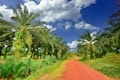 a dirt road surrounded by palm trees on a sunny day