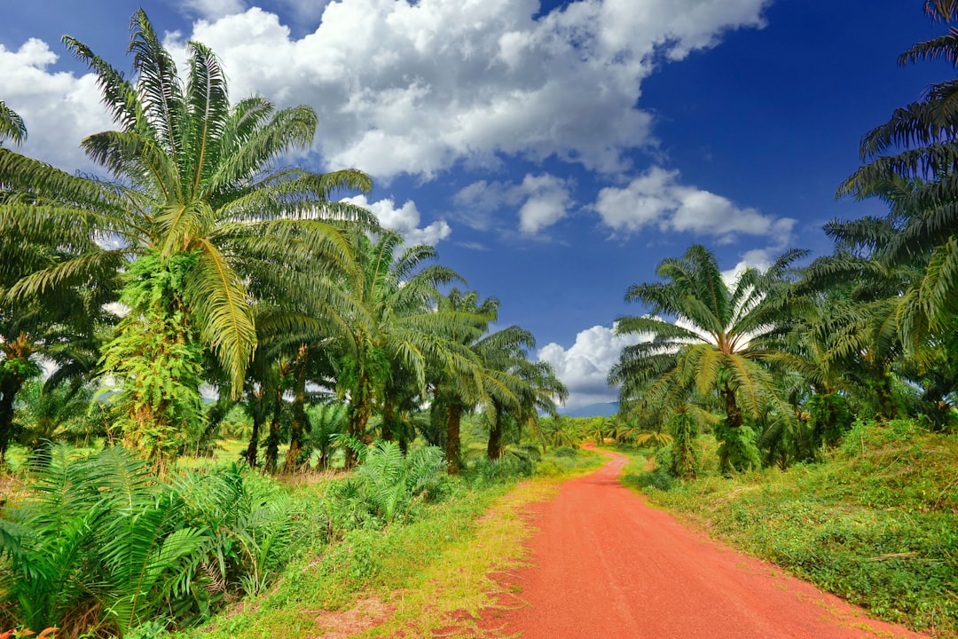a dirt road surrounded by palm trees on a sunny day