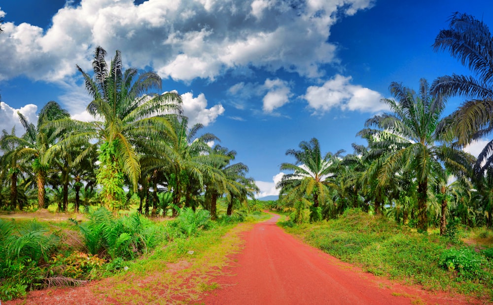 a red dirt road surrounded by palm trees