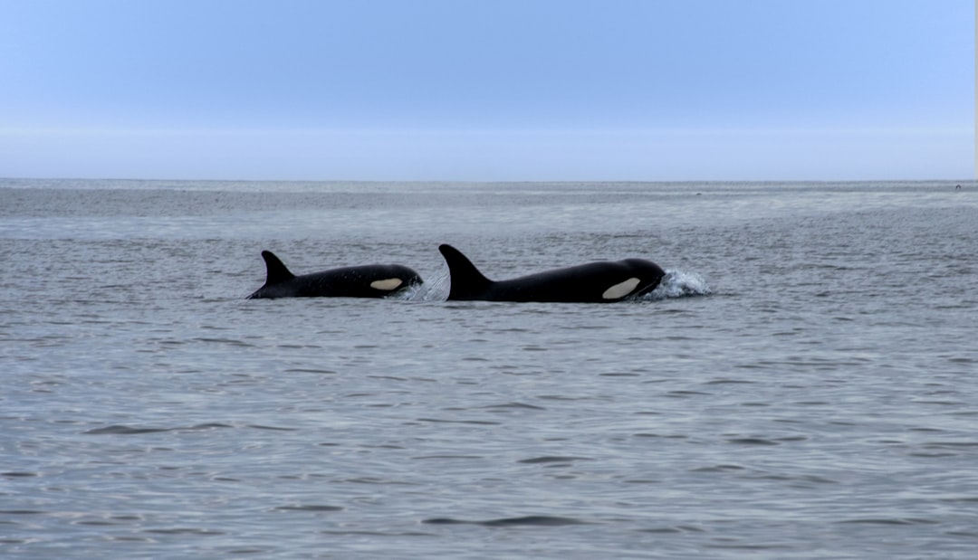two black and white orca whales swimming in the ocean,