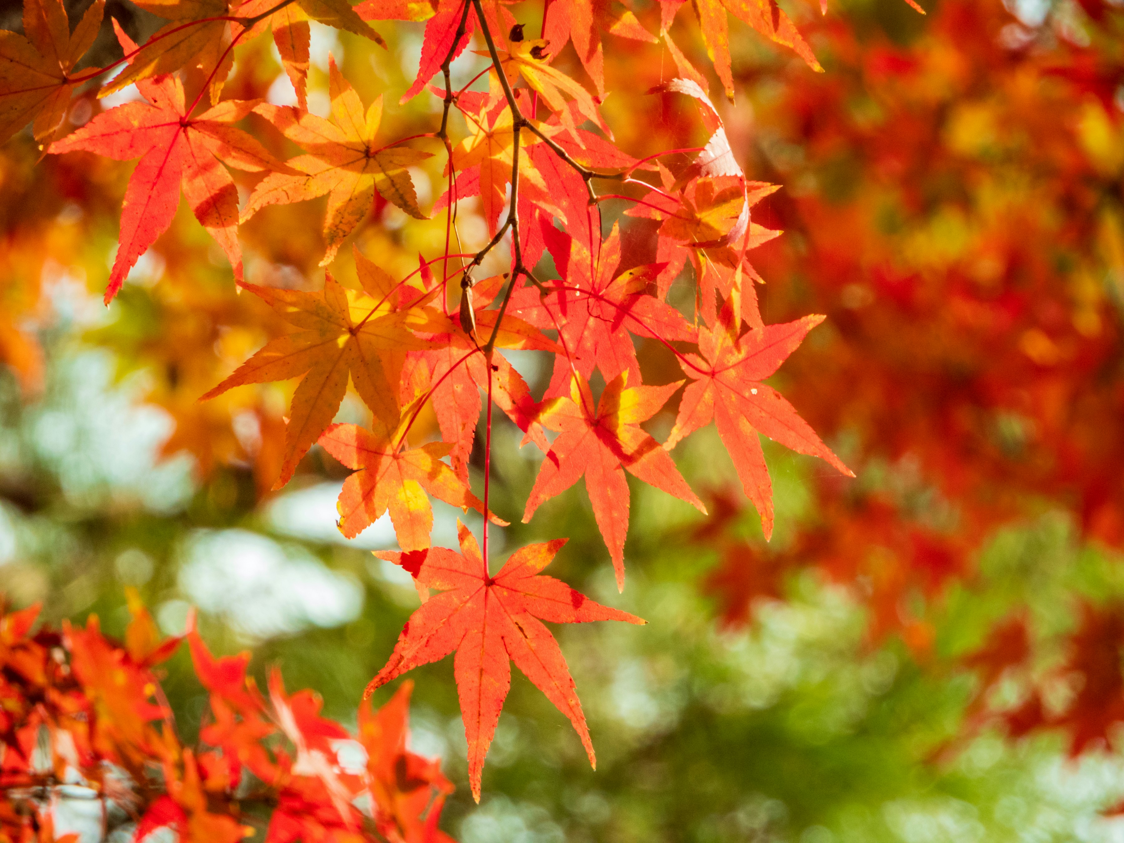 Photo by heppoko_yama