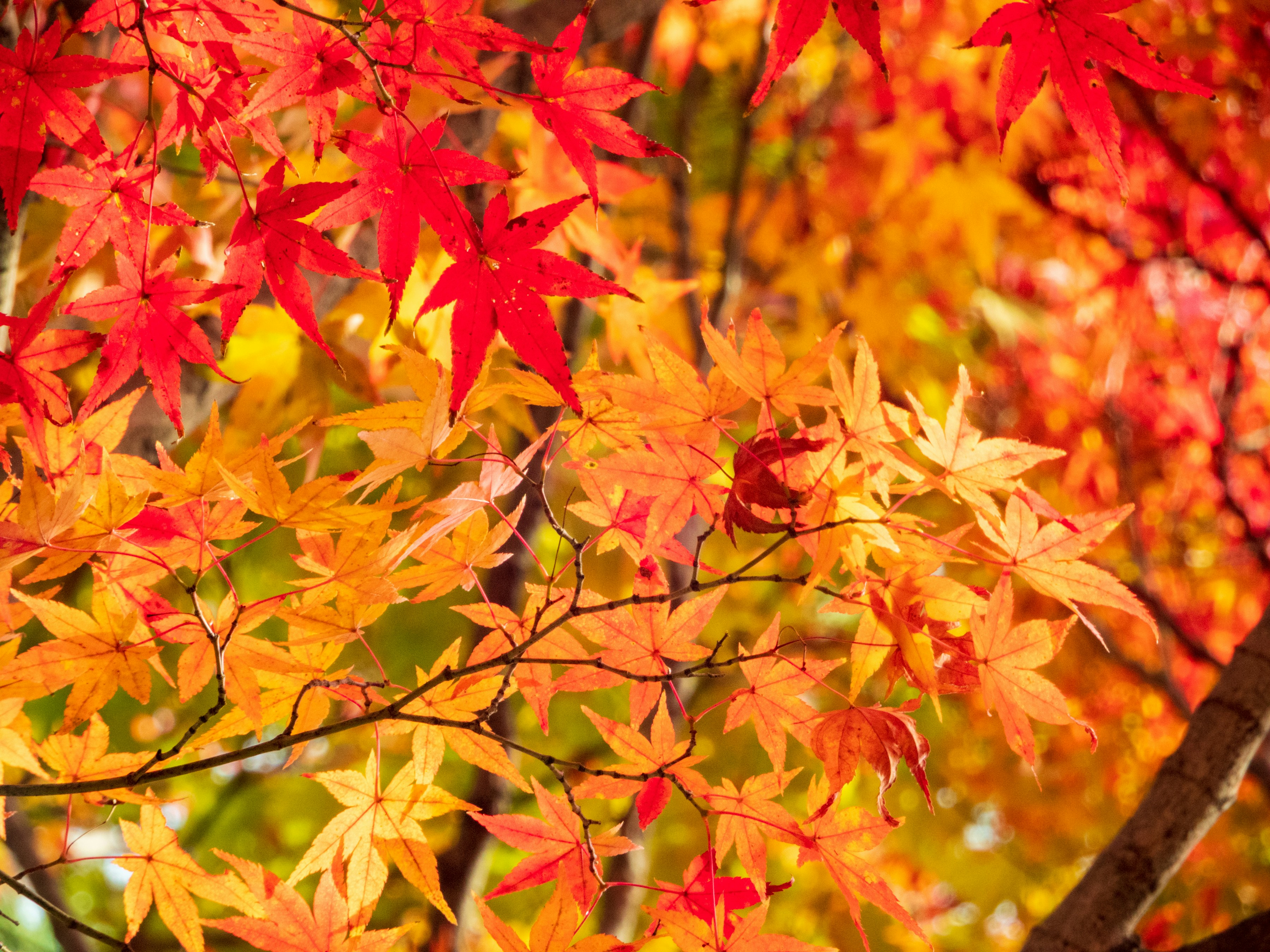 Photo by heppoko_yama