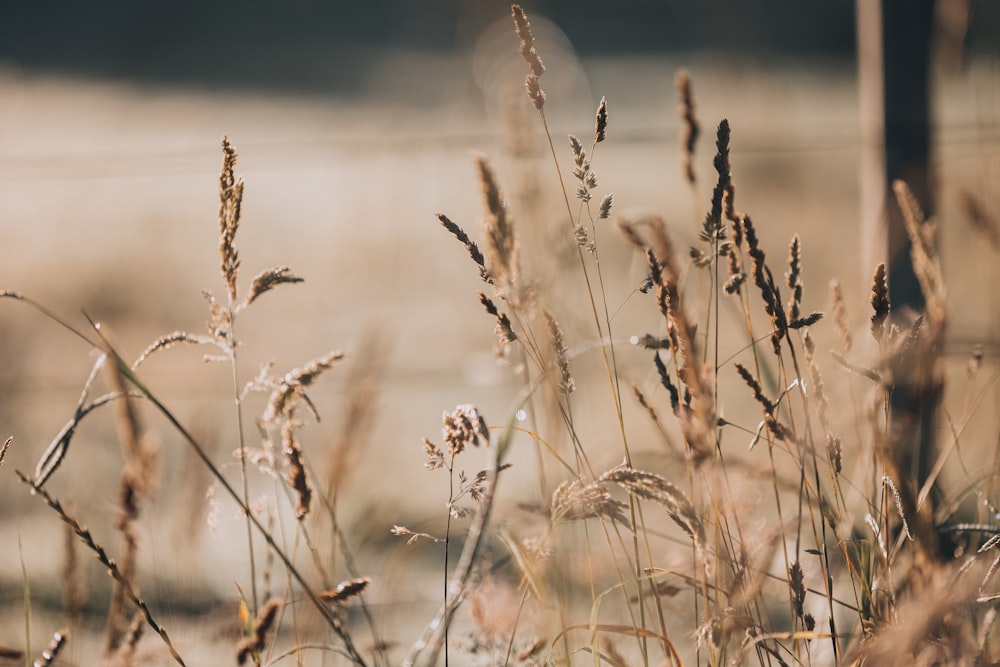 a field of tall grass with a fence in the background