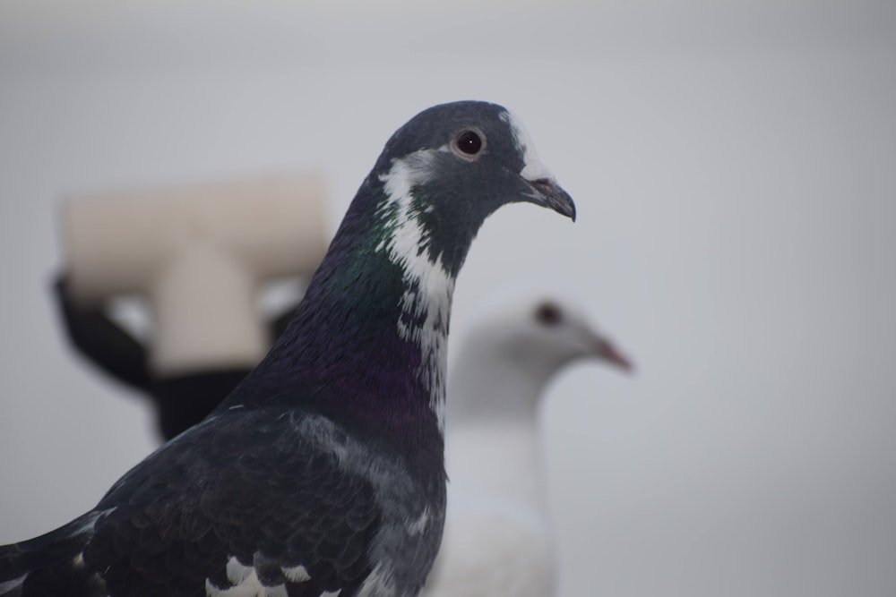 a close up of a pigeon near two other birds