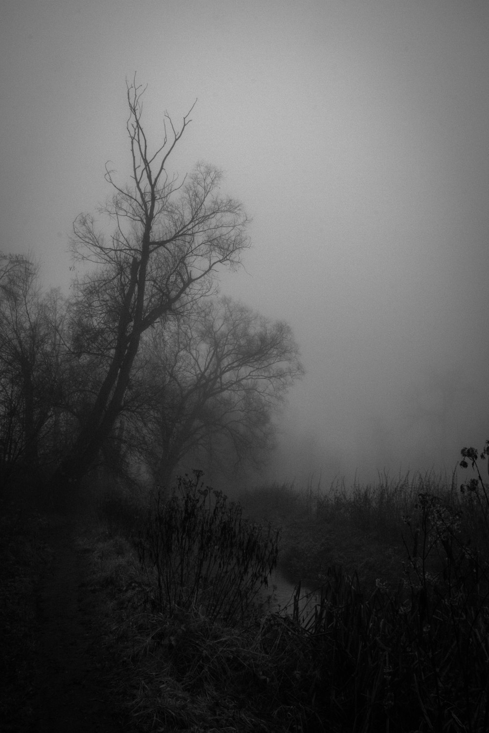 a black and white photo of trees in the fog