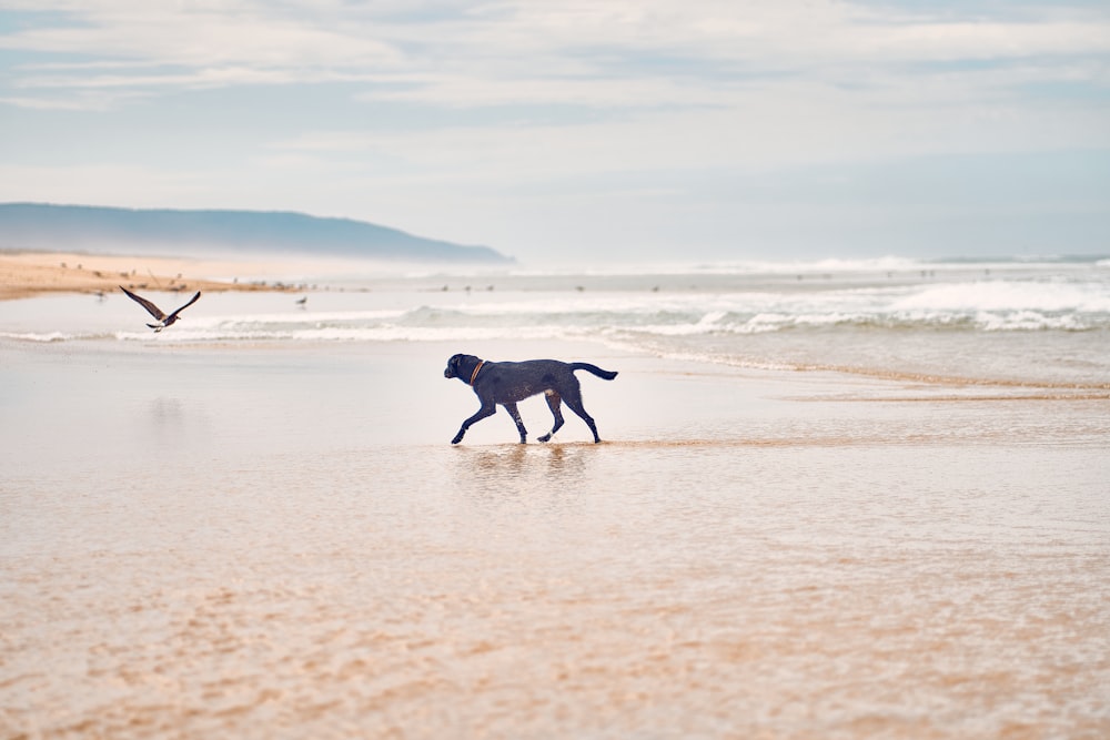 a dog is walking on the beach near the water