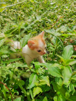 A playful kitten exploring a colorful outdoor shelter surrounded by greenery.