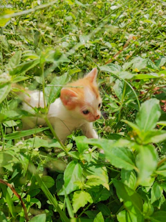 A playful kitten exploring a colorful outdoor shelter surrounded by greenery.