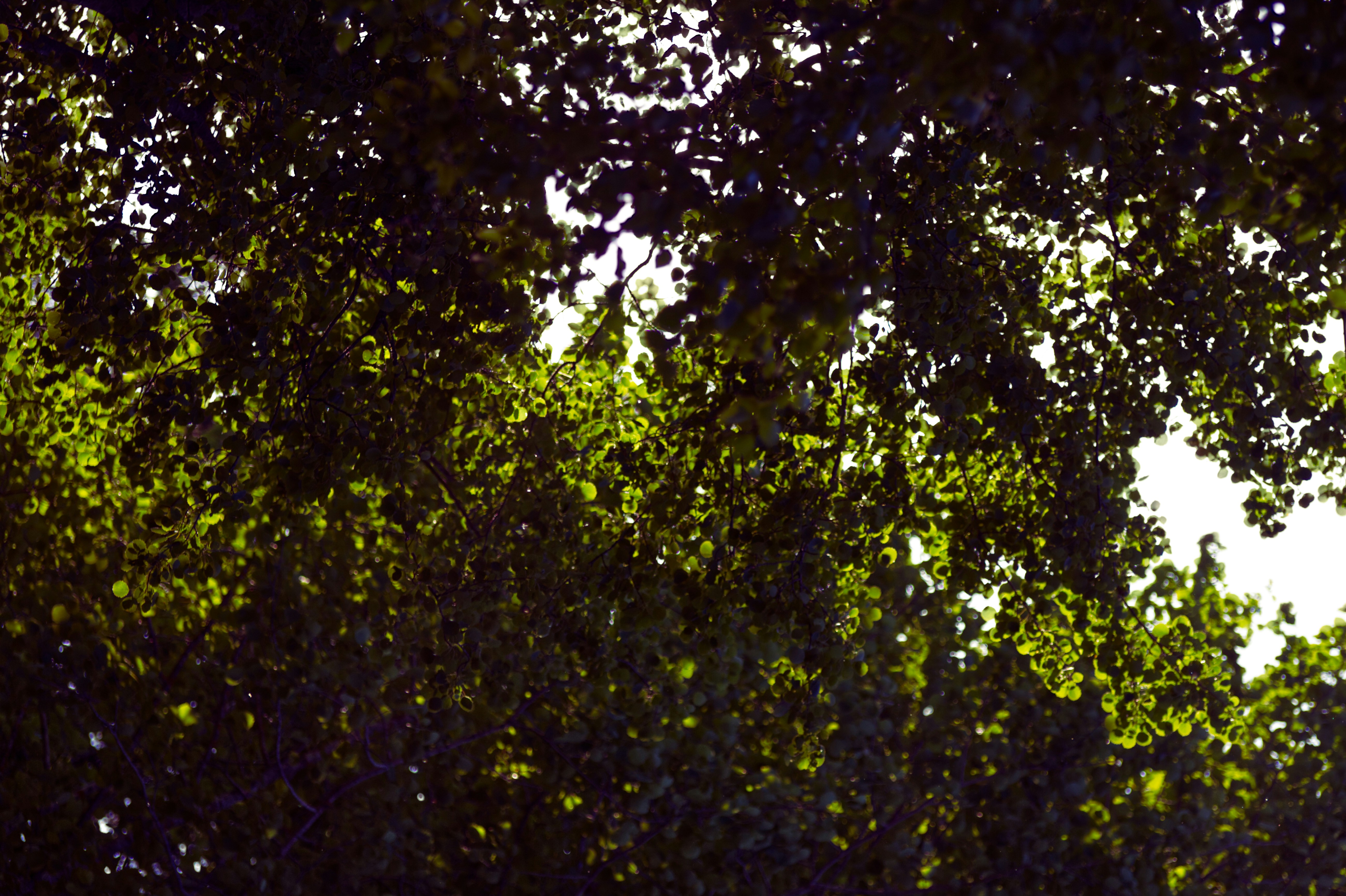 Photo by risto_kokkonen