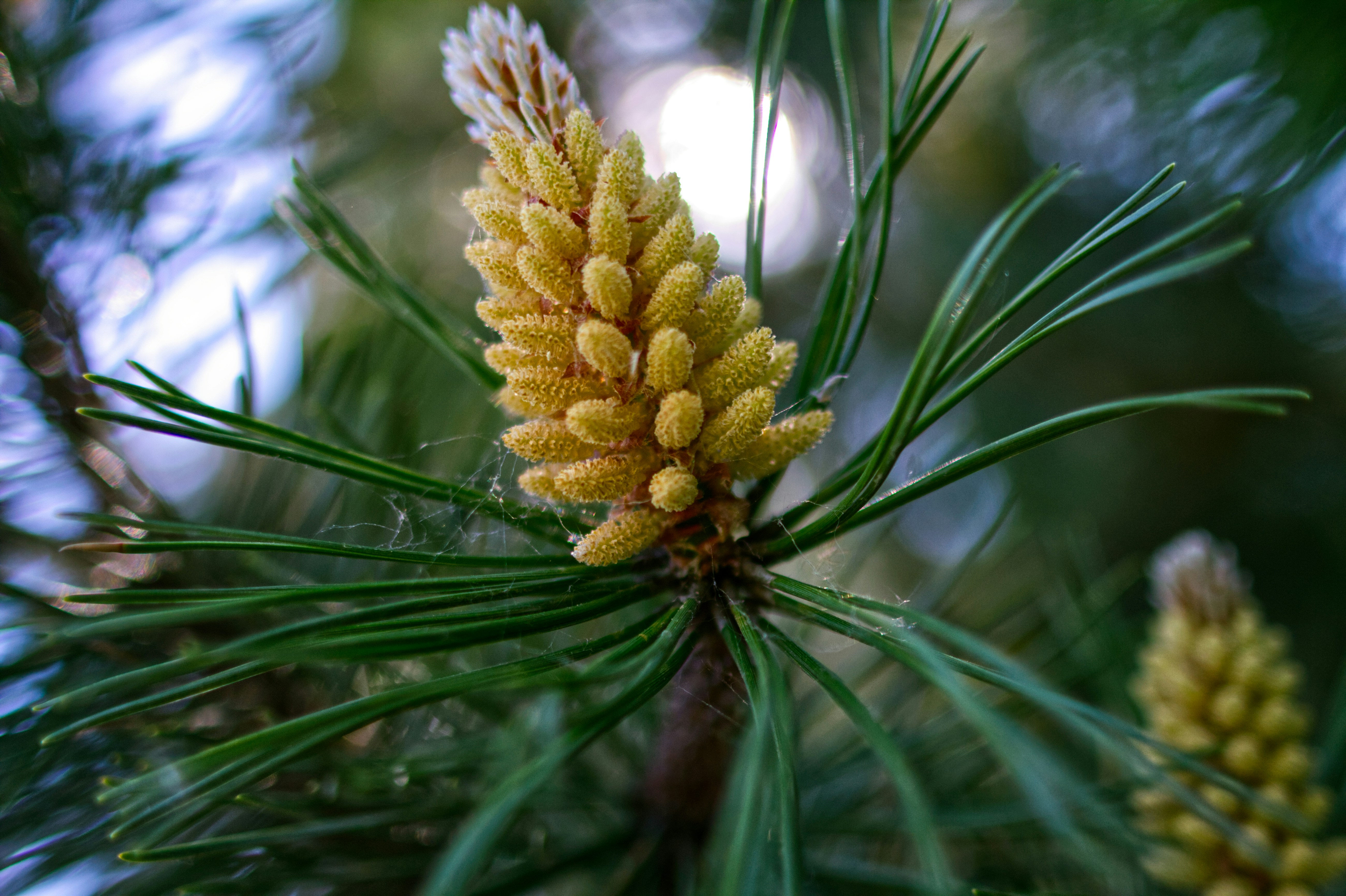 Photo by risto_kokkonen