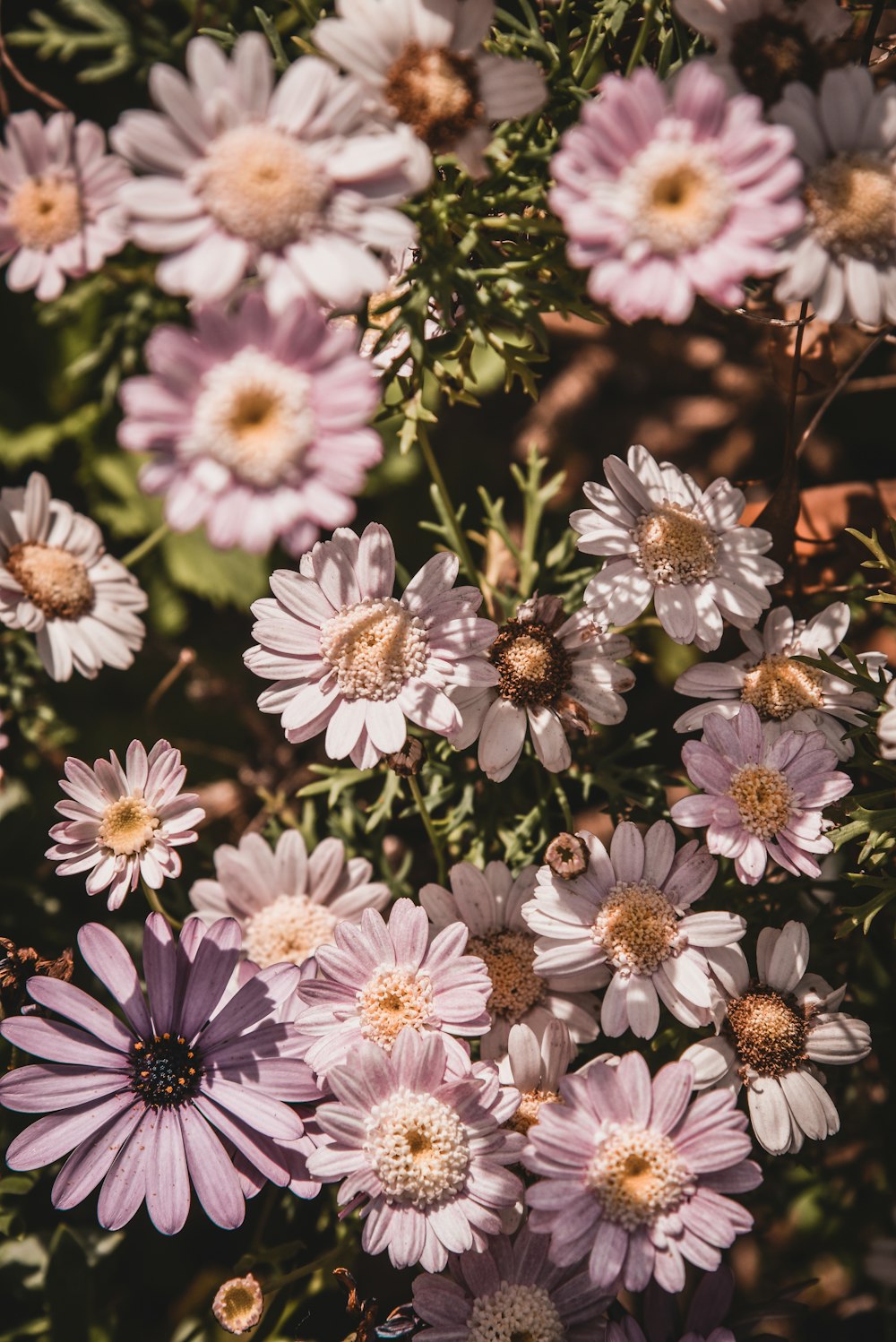 a bunch of purple flowers