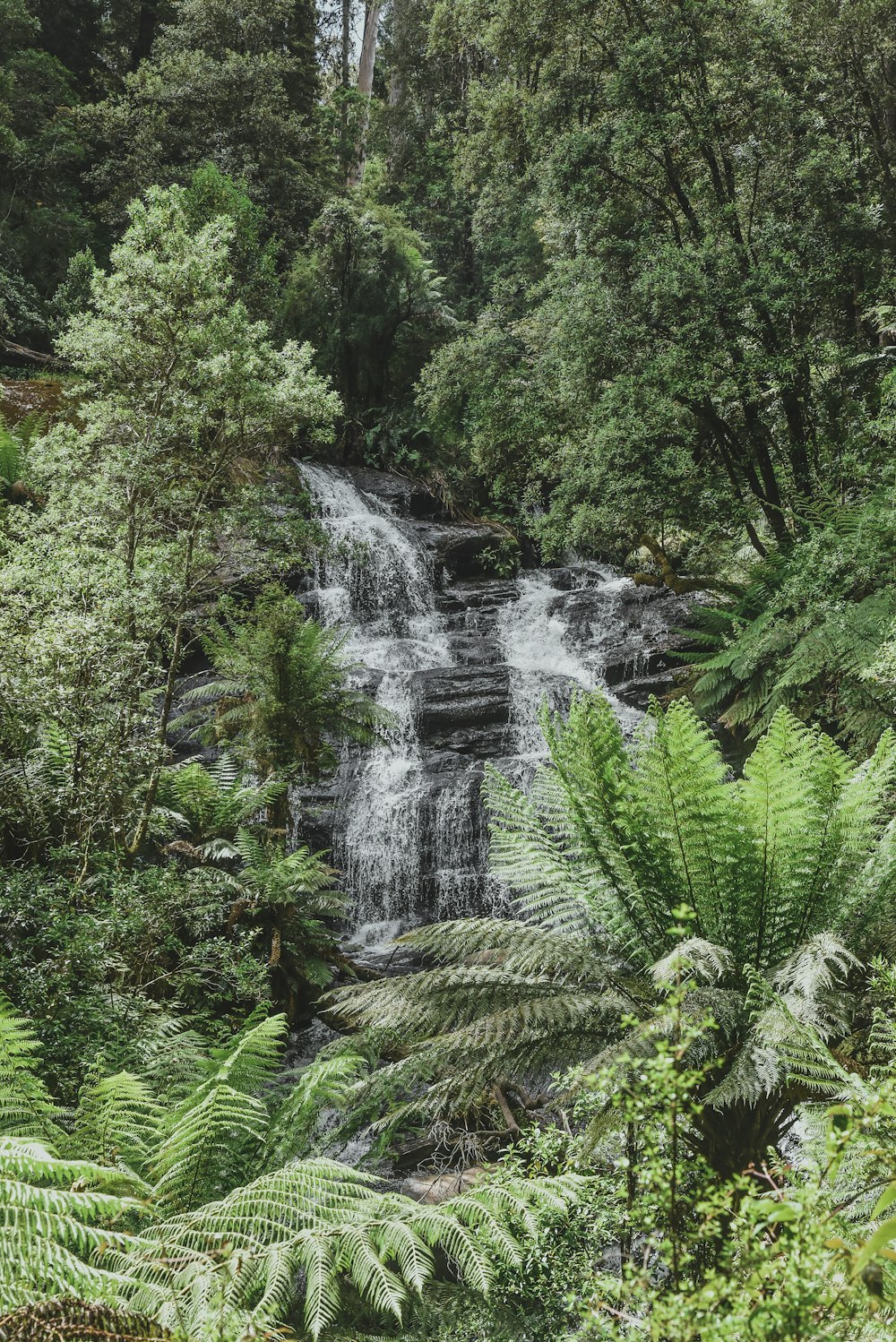 a small waterfall surrounded by lush green trees