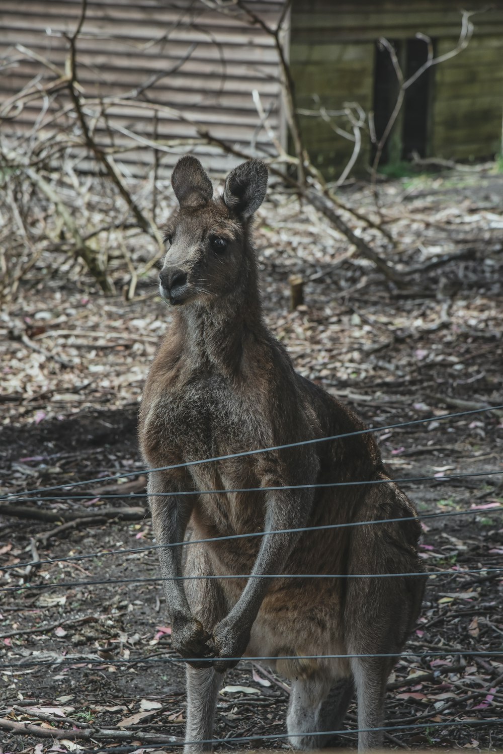 a kangaroo is standing behind a wire fence