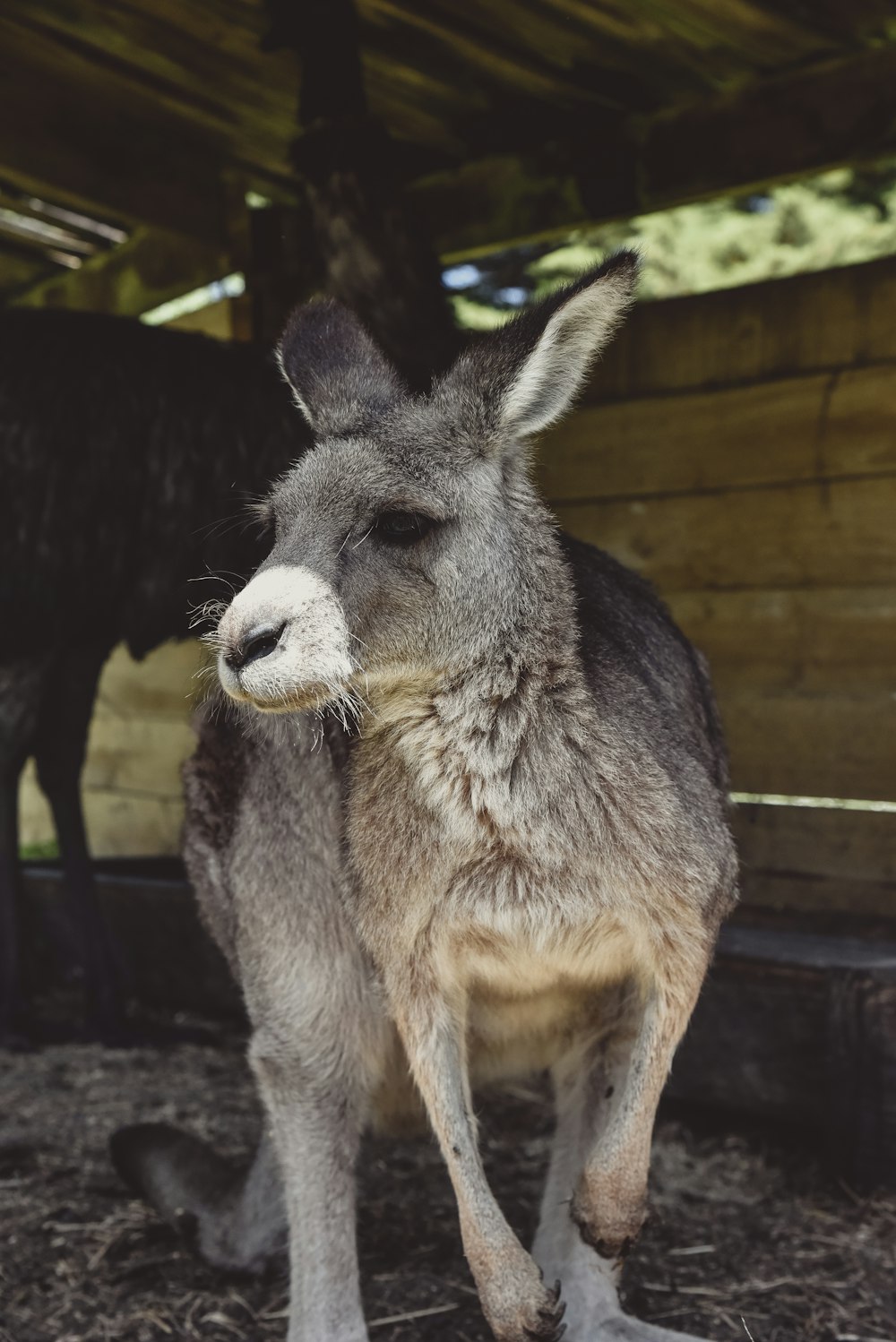 a baby kangaroo standing next to an adult kangaroo