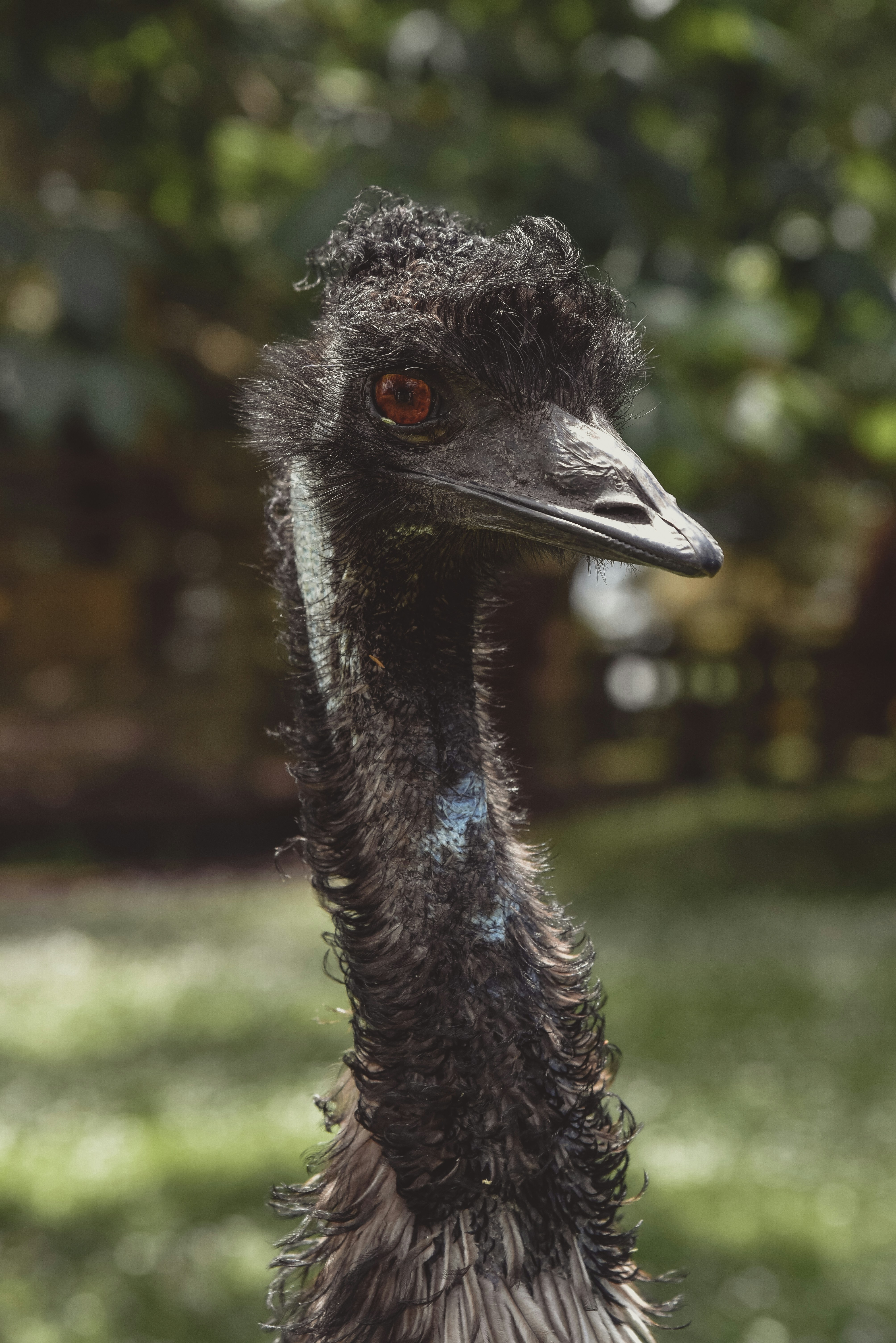 Gros plan d’un oiseau