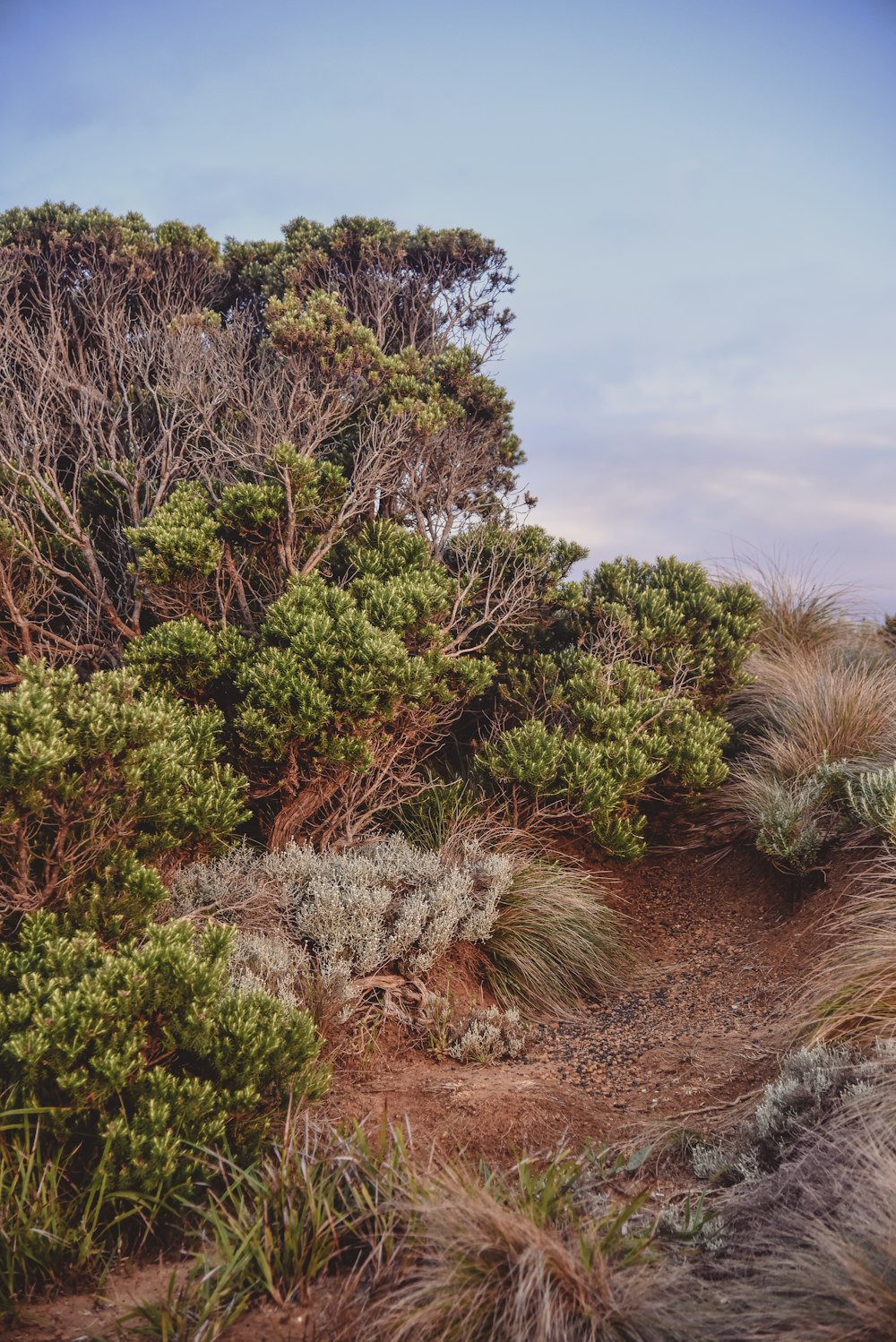 a bunch of trees that are on a hill