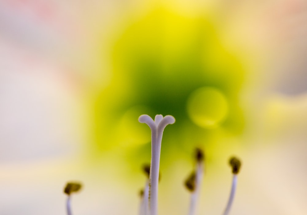 a close up of a white flower with a green center