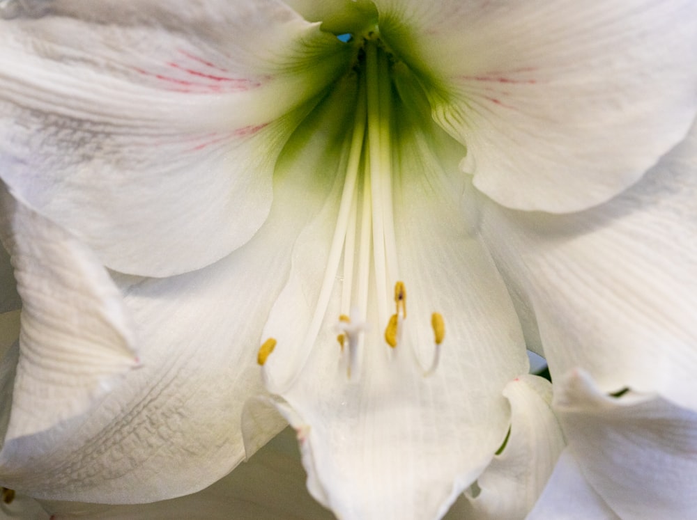 a close up of a white flower with a green center