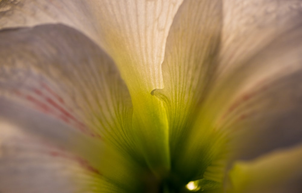 um close up de uma flor branca com um centro verde