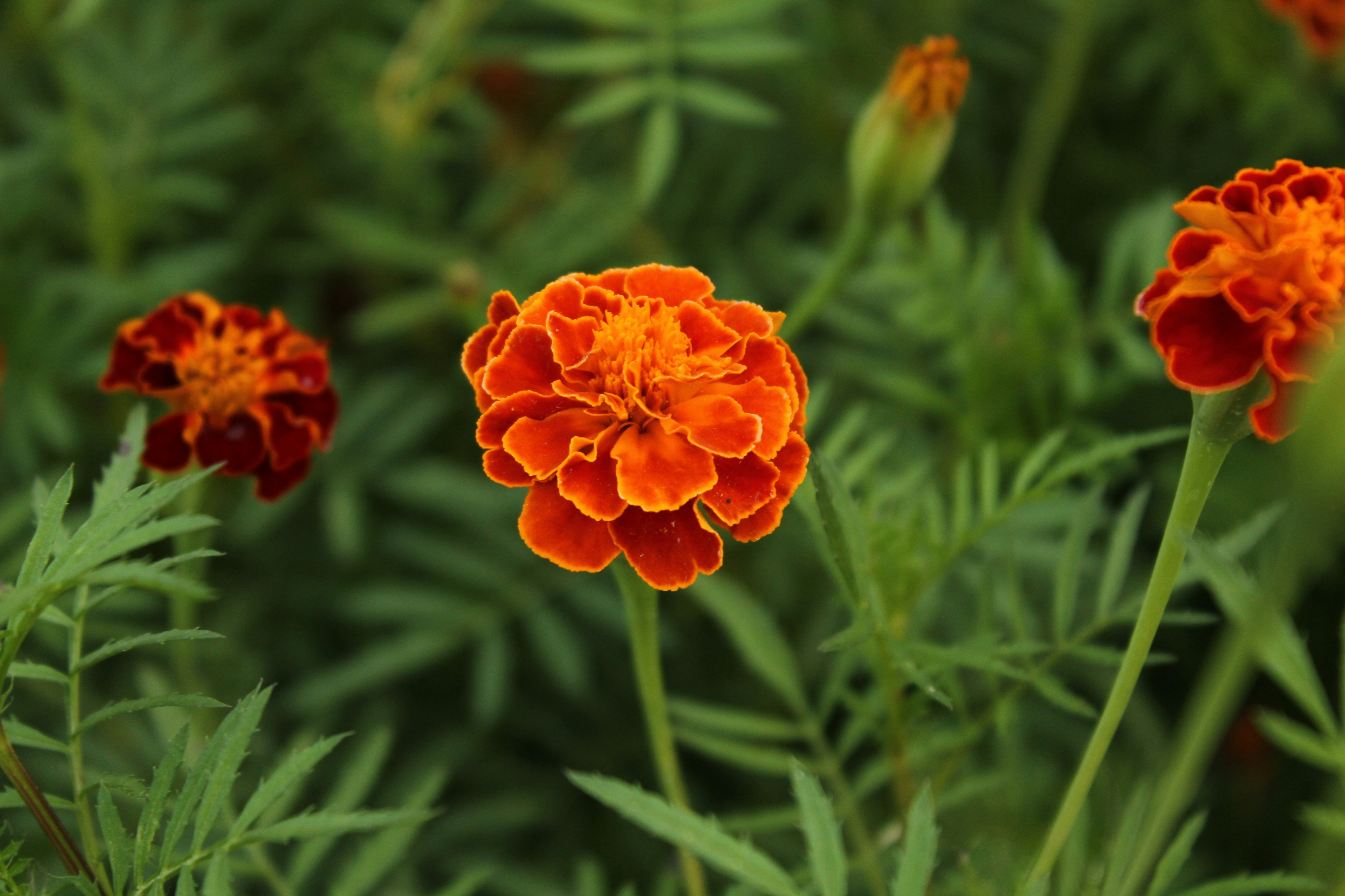 Photo by robert_papyan