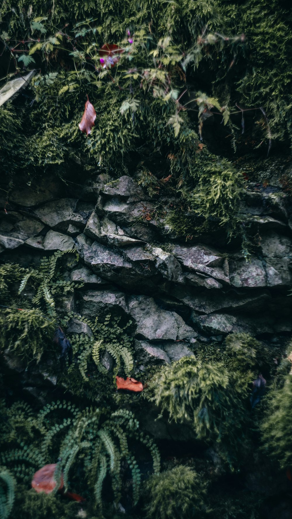 a lush green forest filled with lots of plants