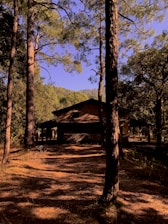 Cozy wooden cabin nestled among tall pine trees at sunset.