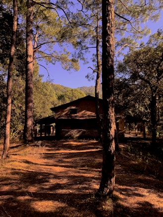 A rustic wooden cabin is nestled among tall pine trees. The setting sun casts long shadows on the forest floor, creating a serene and mysterious atmosphere. The cabin is partially obscured by trees, offering a sense of seclusion. The surrounding foliage and the texture of the cabin contribute to the natural and rugged charm of the scene.
