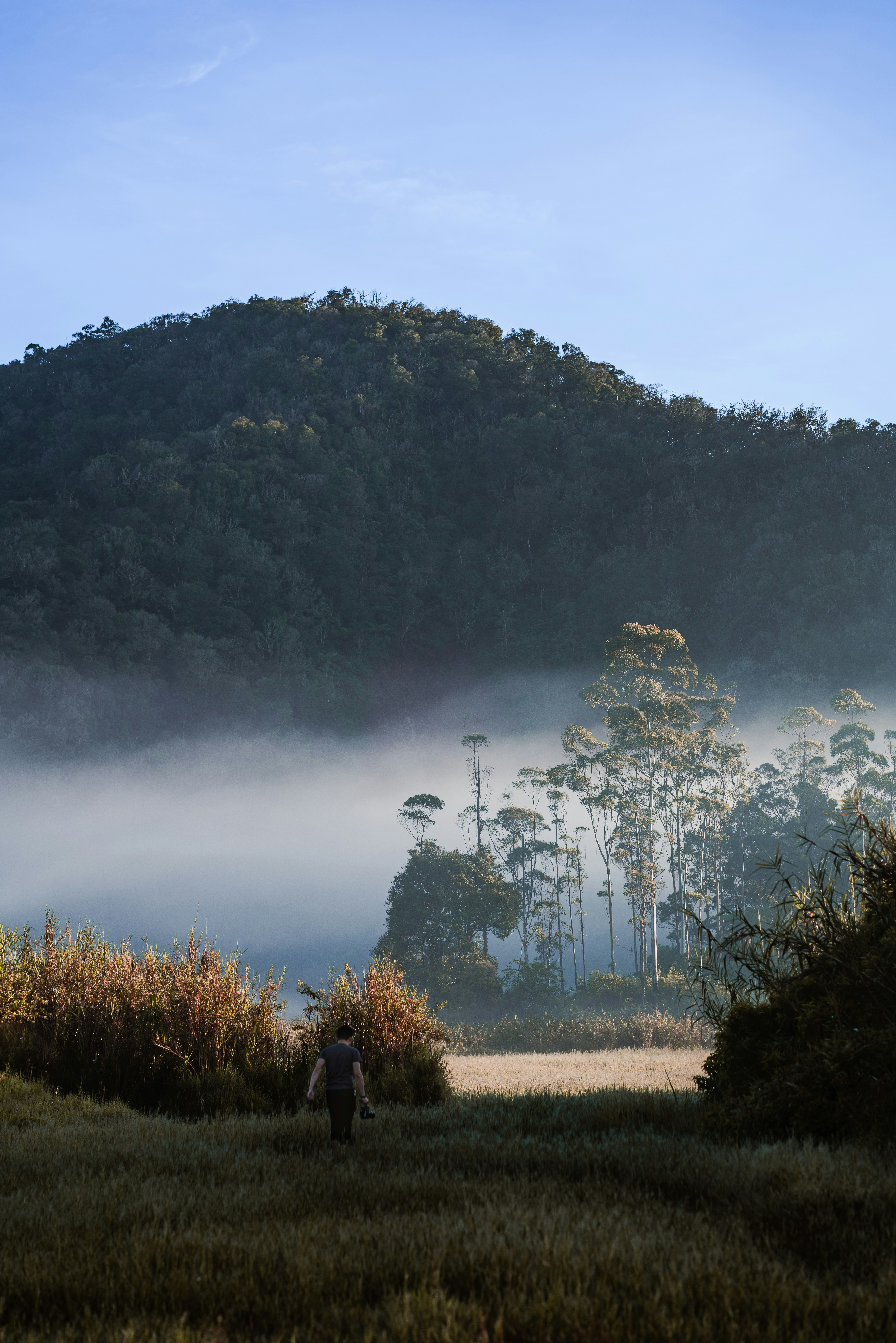 a person walking through a field with a mountain in the background